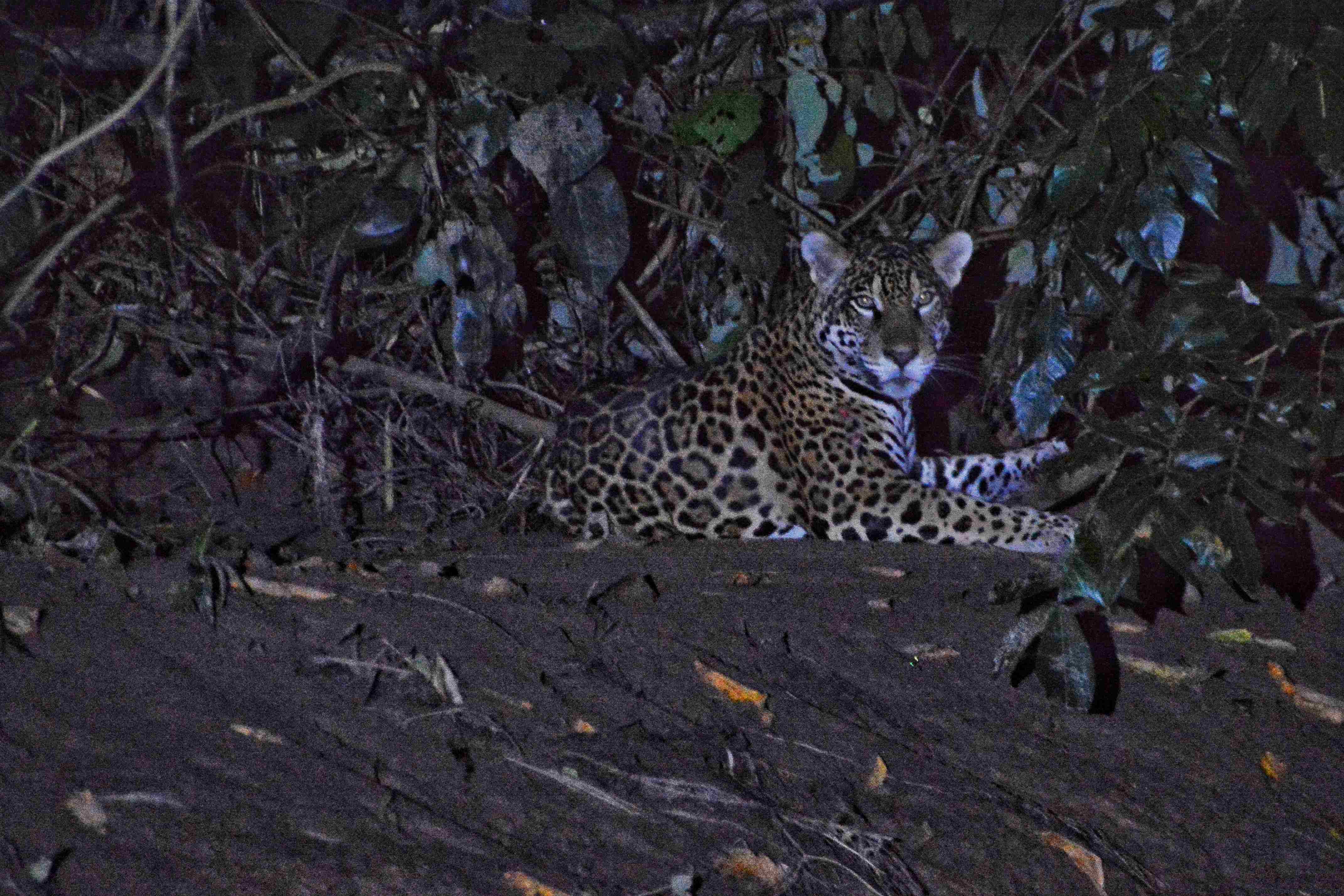 A jaguar in the Peruvian jungle near Iquitos (photo: Maggie Wilson)