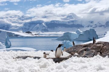 Antarctica Penguins