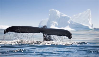Whale Antarctica