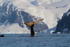 Whales Antarctica