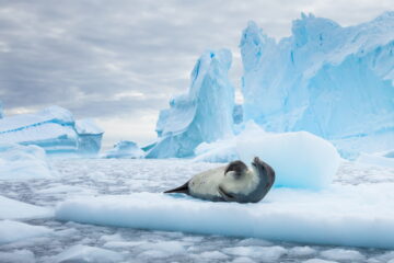 Seal in Antarctic Circle