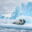 Seal in Antarctic Circle