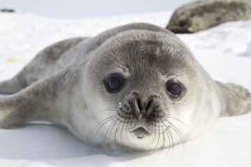 Weddel Seal Antarctica