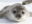 Weddel Seal Antarctica