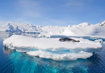 seal on ice flow in Antarctica