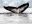 Whale Antarctica