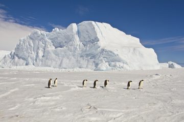 Emperor Penguins