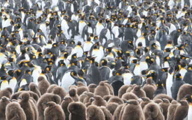 King Penguin Colony