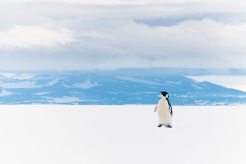 King Penguin Ross sea ice shelf