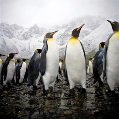 King Penguins
