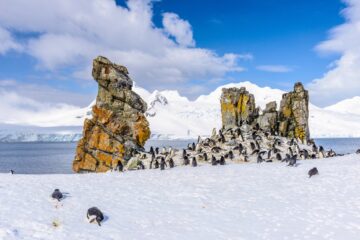 Penguins in the South Shetland Islands