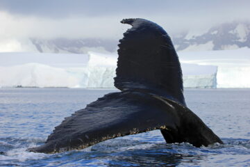 humpback whale