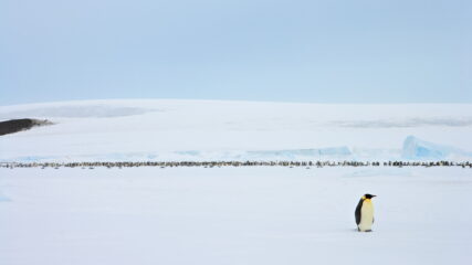 ANT_SnowHillIsland_WeddellSEa_shutterstock_1016478298