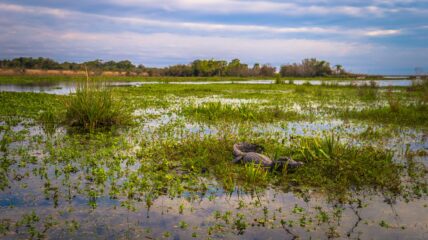 Ibera Wetlands in Argentina