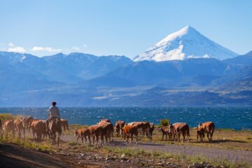 Herd of cows in the Argentinian Lake District