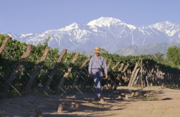 Vineyard in Mendoza