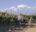 Vineyard in Mendoza