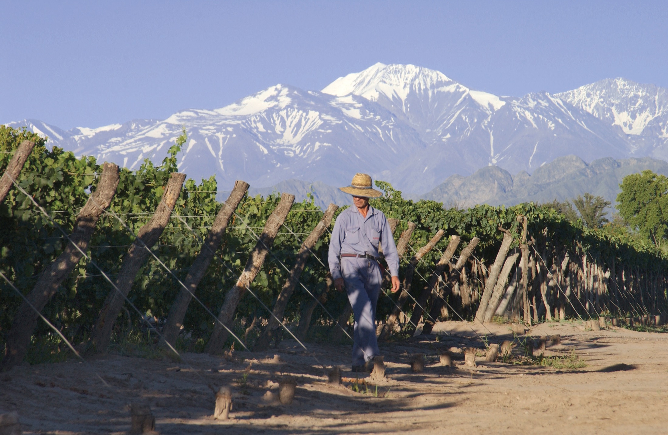 Vineyard in Mendoza
