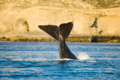 southern right whale