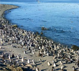 Penguins in Valdes Peninsula and Puerto Madryn