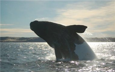 Whale in Valdes Peninsula