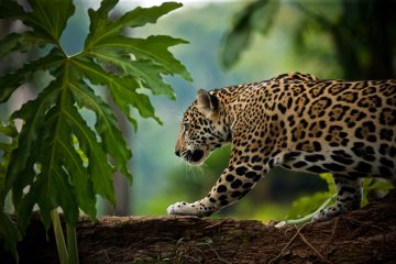 Jaguar Belize