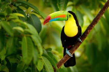 Tucan