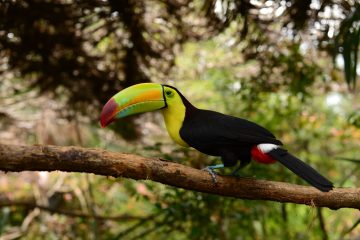 Toucan in Toledo Belize