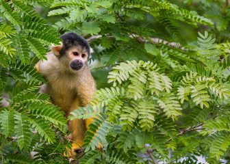 BOL_Amazon_SquirrelMonkey_Shutterstock_1041821074