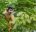 BOL_Amazon_SquirrelMonkey_Shutterstock_1041821074