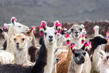 Llamas Uyuni Bolivia