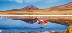 BOL_Uyuni_LagunaColorada_Flamingo_ShutterStock_crop