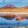 BOL_Uyuni_LagunaColorada_Flamingo_ShutterStock_crop