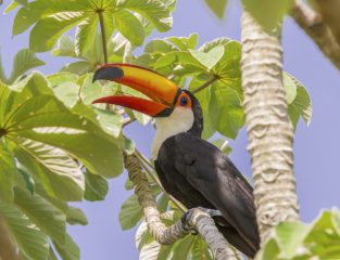 Toucan Brazilian Amazon