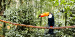 BRA_AmazonToucan_shutterstock_154574105