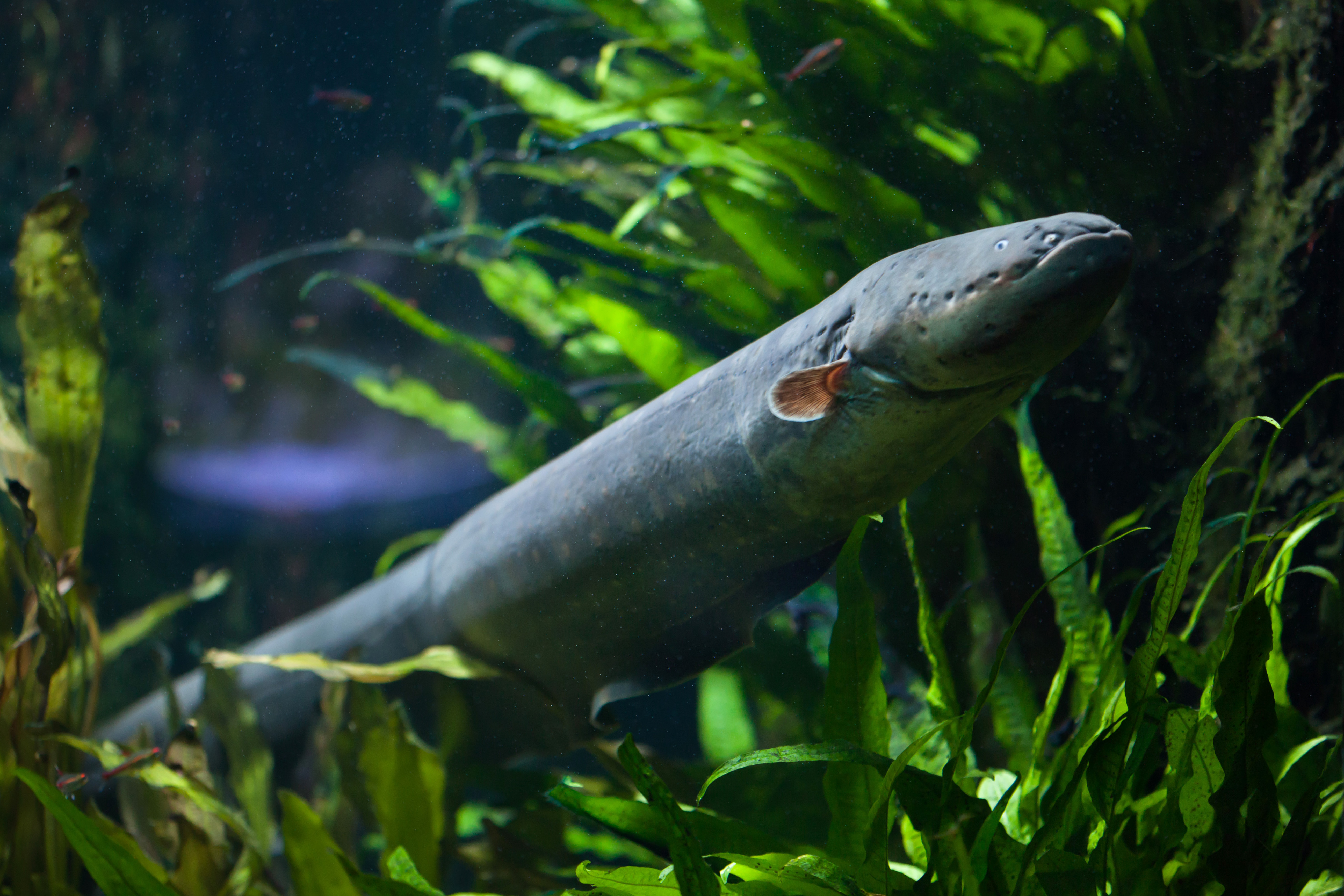 electric eel