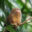 pgymy marmoset