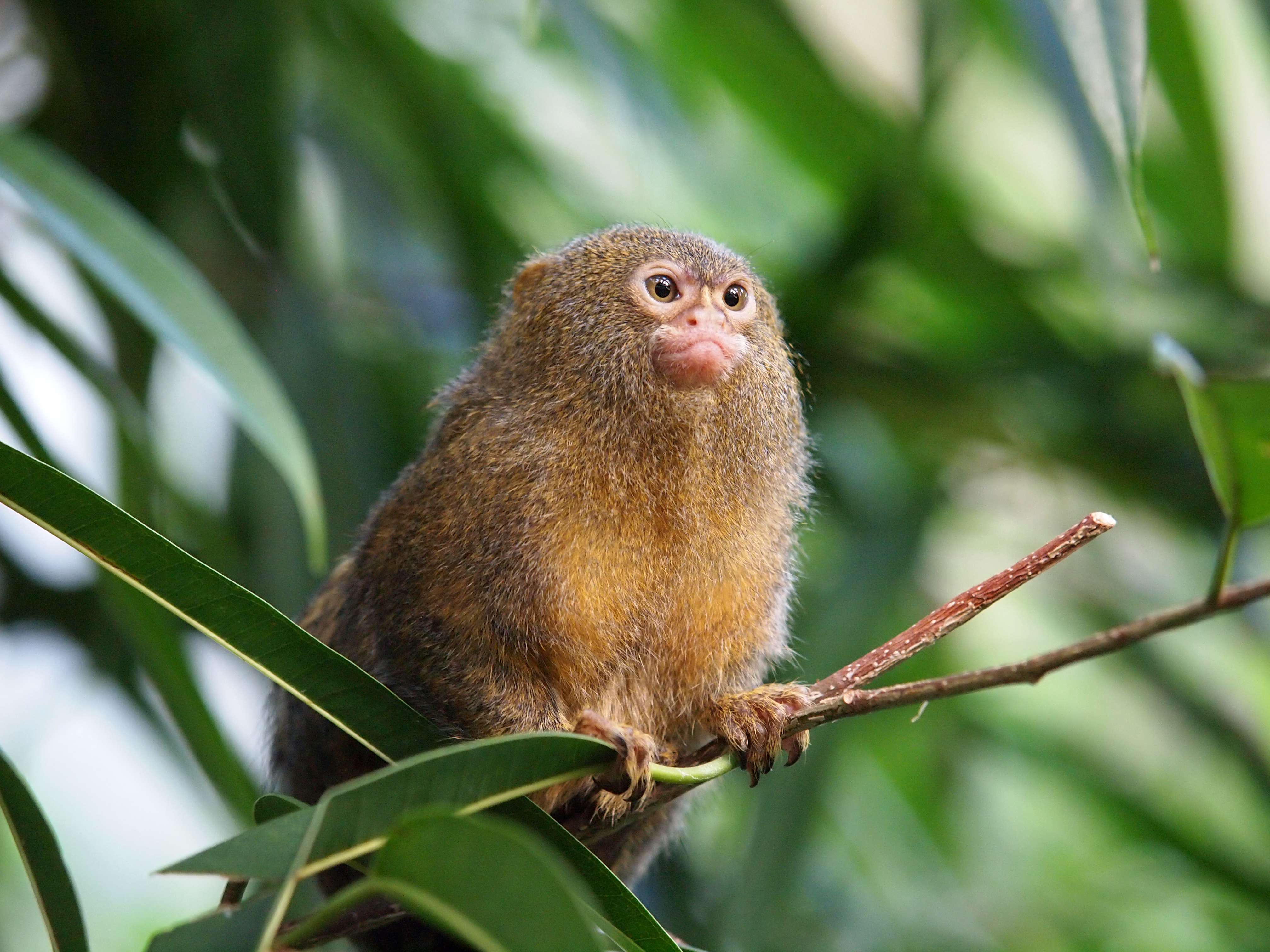 pgymy marmoset