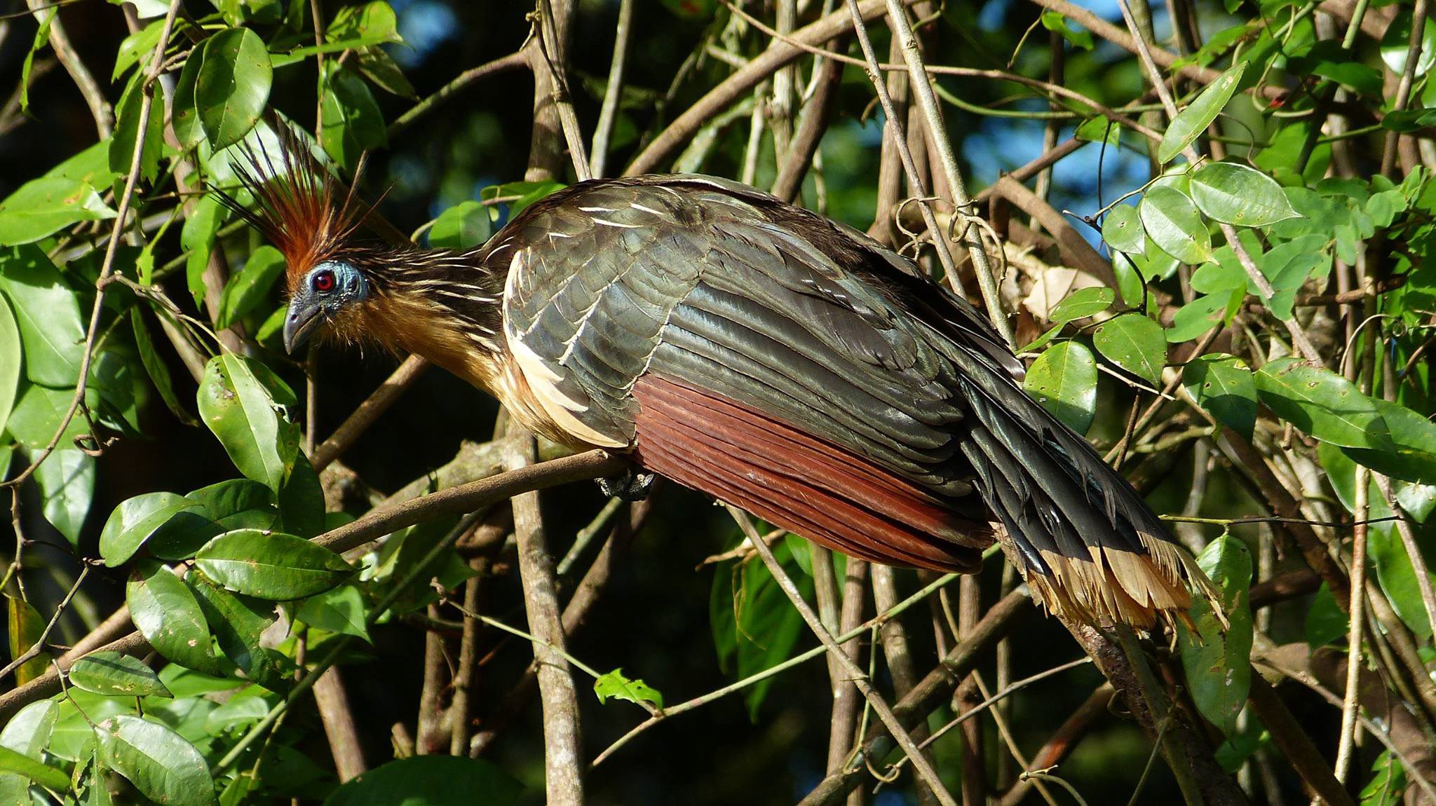 hoatzin