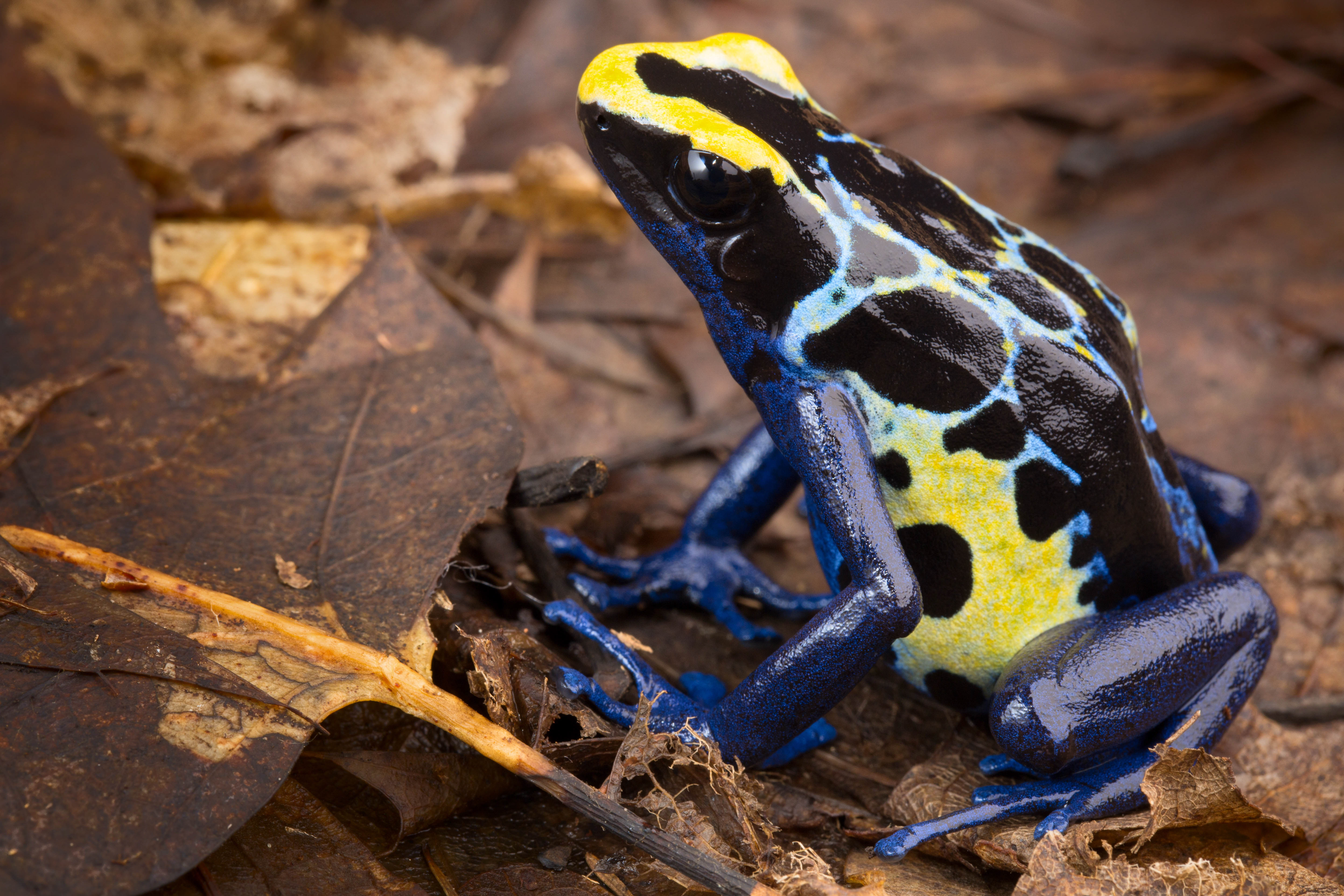 poison dart frog