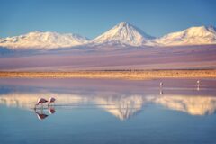 Flamingoes in the Atacama Desert, Chile