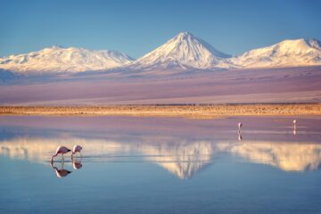 Flamingoes in the Atacama Desert, Chile
