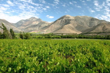 Elqui Valley Vineyards