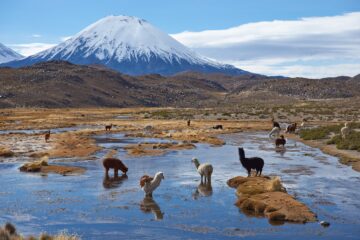 Lauca