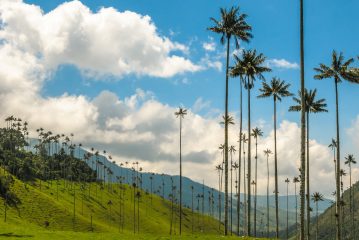 Cocora Valley