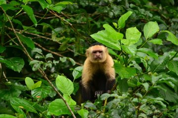 Monkey in the Arenal area, Costa Rica