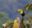 Toucan