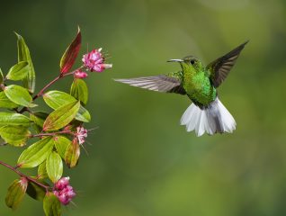Hummingbird flying near tree in Costa Rica
