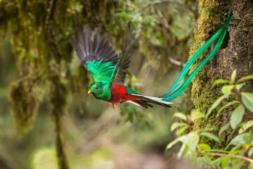 Quetzal