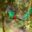 Quetzal